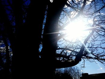 Sun shining through trees
