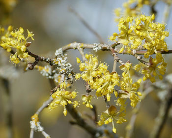 Close-up of yellow flowering plant