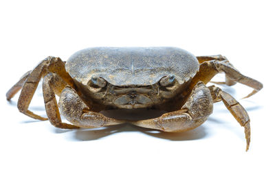 Close-up of crab