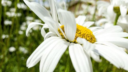 Close-up of white flower in bloom