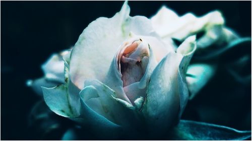 Close-up of rose bud against black background