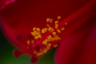 Close-up of red flower