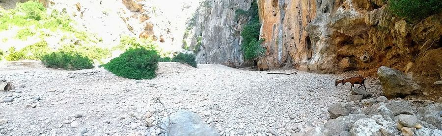 Scenic view of beach against trees