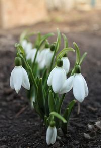 Close-up of white flowering plant on field