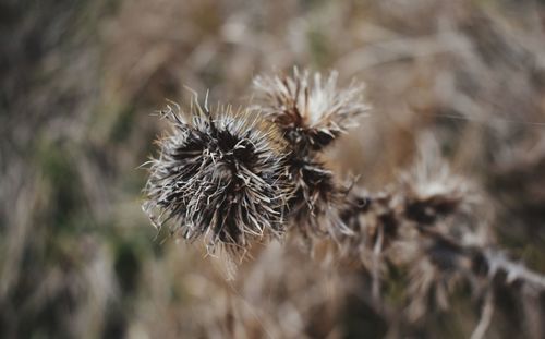 Close-up of dried plant on field