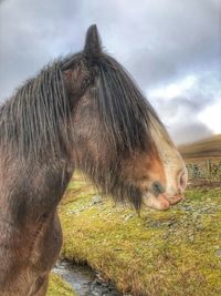 Close-up of a horse on field