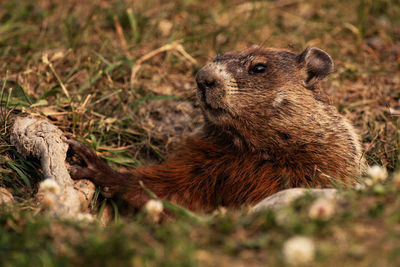 Groundhog in it's hole, marmota monax