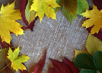 High angle view of yellow maple leaves