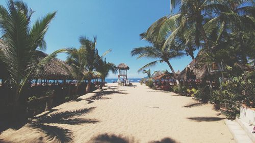 Palm trees on beach against sky