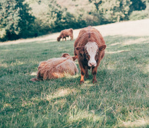 Cows in a field