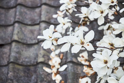 Close-up of white cherry blossoms