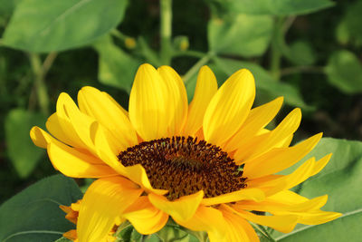 Close-up of sunflower