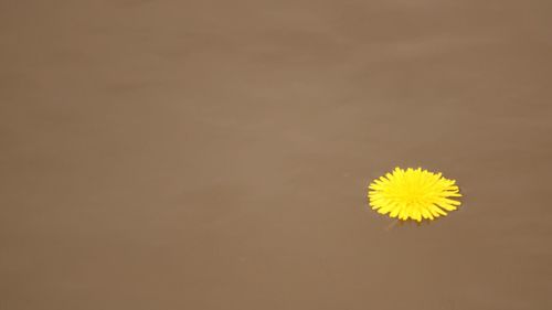 Close-up of yellow flower over black background
