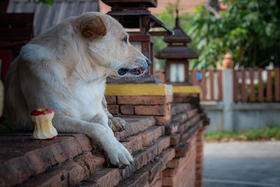 Dog relaxing on wood against building