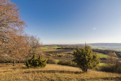 Scenic view of agricultural field against clear sky