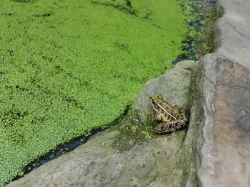 High angle view of a reptile in a lake