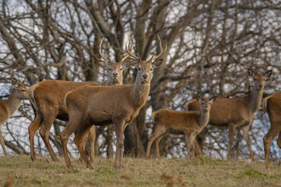 Deer standing on field against bare trees