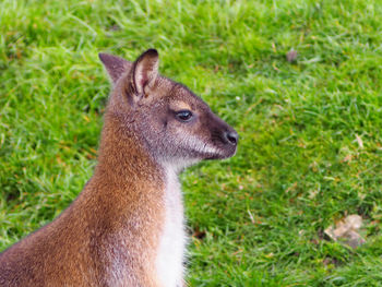 Close-up portrait of a wallaby on field