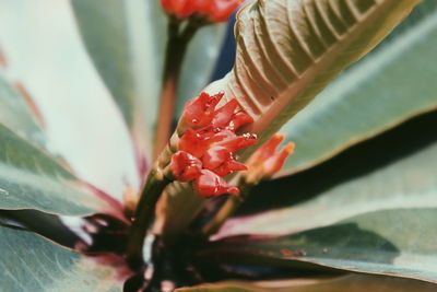 Close-up of red flowering plant