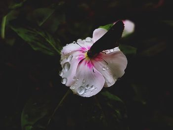 Close-up of white flowering plant