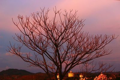 Low angle view of bare trees against sky at sunset