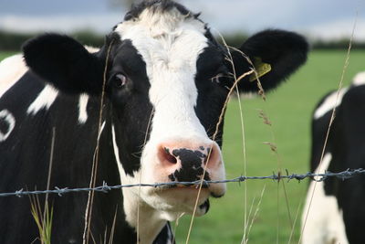 Close-up of a cow