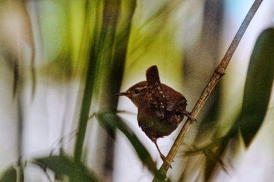 Close-up of insect on leaf