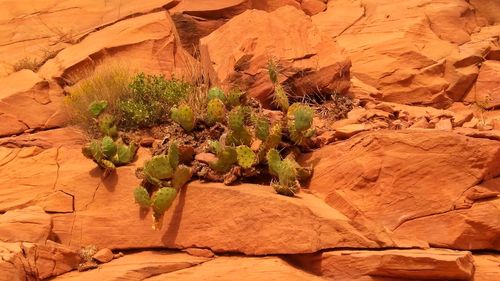 Plants growing in desert