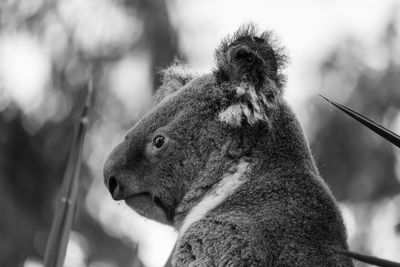Close-up of a koala 
