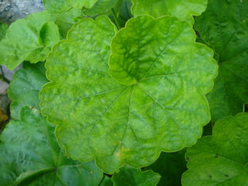 Full frame shot of fresh green leaves