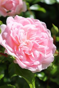 Close-up of pink rose
