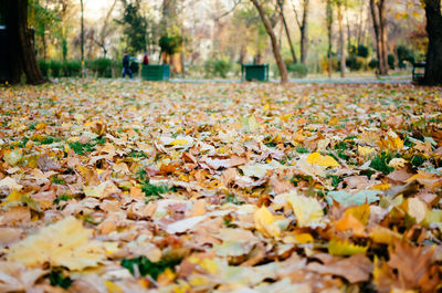 Autumn leaves fallen in park