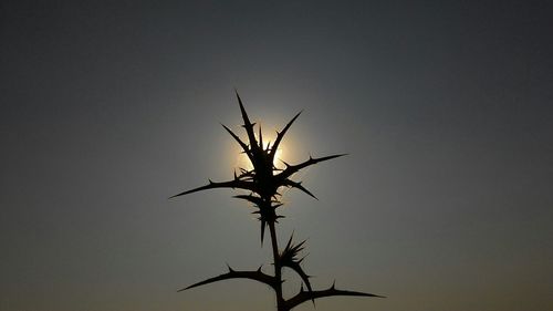 Low angle view of silhouette plant against clear sky