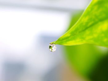 Close-up of water drops on leaves