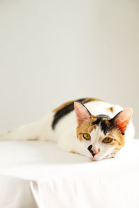 Cat relaxing on bed at home