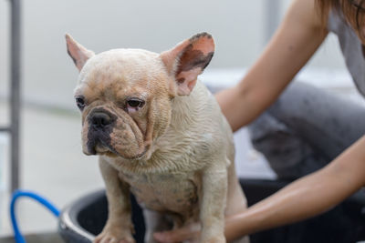 Woman bathing dog in tub at yard