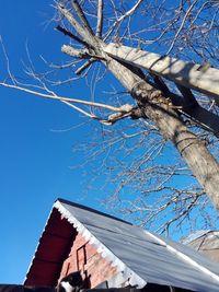 Low angle view of bare tree against building