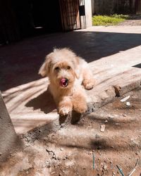 Portrait of dog on floor