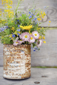 Close-up of daisy plant