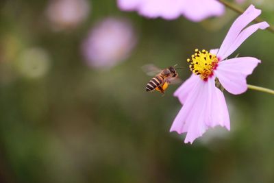 Close-up of butterfly pollinating on purple flower