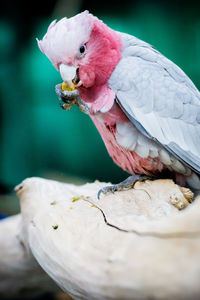 Close-up of bird