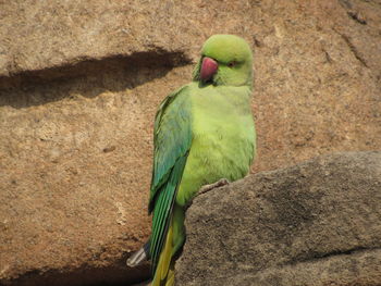 Close-up of parrot perching on rock