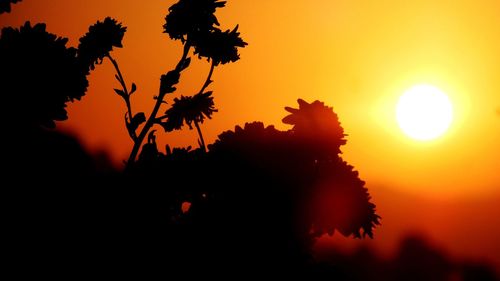 Close-up of silhouette tree against orange sky