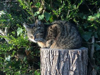 View of a cat looking away