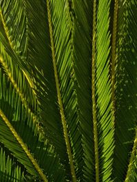 Close-up of palm tree