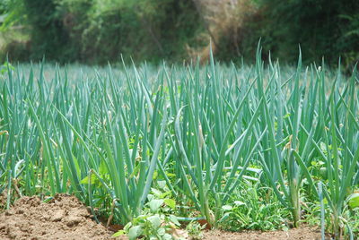 Close-up of fresh green grass in field