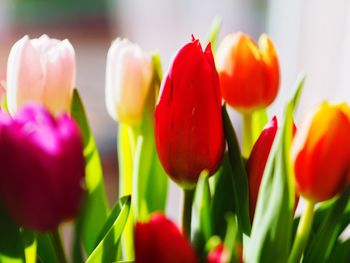 Close-up of red tulips blooming outdoors