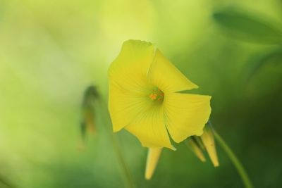 Close-up of yellow flowering plant