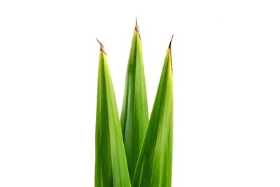 Close-up of fresh green plant against white background