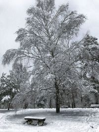 Trees on snow field against sky